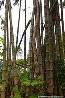 Bambu em parque nacional Tingo Maria. Peru, América do Sul.