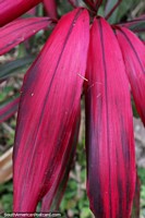 Versión más grande de Rosa púrpura deja como helechos, plantas exóticas en el Parque Nacional de Tingo María.