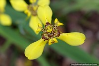 Flor amarela exótica com pontos marrons em parque nacional Tingo Maria. Peru, América do Sul.