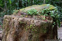 Un tocón de árbol con la vida del bosque que crece en él, el Parque Nacional de Tingo María. Perú, Sudamerica.