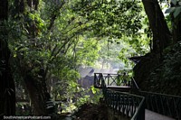 Versão maior do Bela floresta verde junto do rio em Balneario Cueva das Pavas em Tingo Maria.