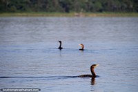 Pássaros do lago em Pucallpa, o Lago Yarinacocha. Peru, América do Sul.