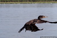 O pássaro preto põe-se em fuga, o Lago Yarinacocha, Pucallpa. Peru, América do Sul.