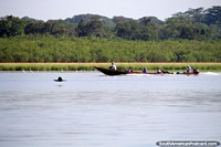 O pássaro e o barco de rio fazem correr um a outro em Lago Yarinacocha, Pucallpa. Peru, América do Sul.