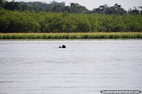 Versão maior do Um par de delfins cinzas que fazem o seu caminho em Lago Yarinacocha, Pucallpa.