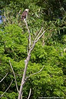 Versão maior do Uma Águia procurando peixe de máximo em uma árvore, o Lago Yarinacocha, Pucallpa.