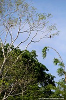 A pair of eagles in the trees above, Lake Yarinacocha, Pucallpa. Peru, South America.