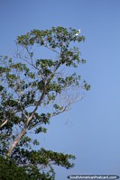 Versão maior do Uma cegonha branca alta em uma árvore procura o peixe para o café da manhã em Lago Yarinacocha em Pucallpa.