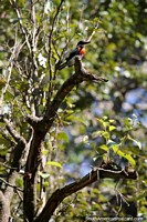 Versão maior do Pássaro com peito cor-de-laranja com penas azuis e brancas, o Lago Yarinacocha, Pucallpa.