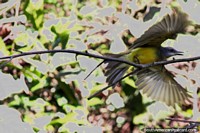 Pájaro de pecho amarillo extiende sus alas y vuela, Lago Yarinacocha, Pucallpa. Perú, Sudamerica.