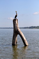 O tronco de árvore faz um bom lugar ao lugar frequentado se for um pássaro em Lago Yarinacocha em Pucallpa. Peru, América do Sul.
