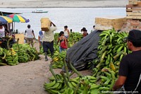 Huge bunches of bananas arrive onshore from the river in Pucallpa. Peru, South America.