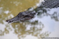 Um crocodilo resfria fora na água fresca no Parque Natural em Pucallpa. Peru, América do Sul.