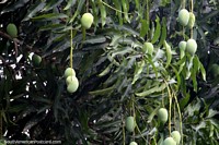 Los mangos verdes cuelgan del árbol en el Parque Natural de Pucallpa. Perú, Sudamerica.
