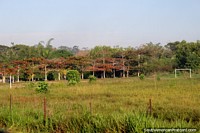 Campo de futebol no Amazônia e árvores com folhas vermelho-vivas entre Pucallpa e Aguaytia. Peru, América do Sul.