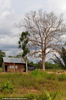 Pequeño cobertizo o casa se encuentra al lado de un árbol grande en el Amazonas entre Pucallpa y Aguaytia. Perú, Sudamerica.