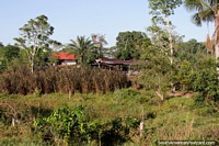 House and farm among the trees beside the road between Pucallpa and Tingo Maria.