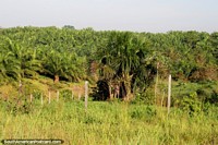 Uma fazenda de palmeira para pelo que o olho possa ver, o Amazônia entre Pucallpa e Tingo Maria. Peru, América do Sul.