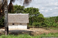 Small white wooden house with thatched roof in the Amazon. awesome, between Pucallpa and Tingo Maria. Peru, South America.