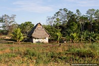 Simple house in the Amazon, thatched roof and small palms, between Pucallpa and Tingo Maria. Peru, South America.