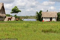 Horse in a green paddock, thatched roof houses and small tree, the Amazon, between Pucallpa and Tingo Maria. Peru, South America.