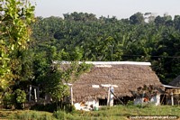Larger version of Large house made of wood with thatched roof, palm farm behind, the Amazon road between Pucallpa and Tingo Maria.