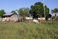 The white cattle of the Amazon, a ranch between Pucallpa and Tingo Maria. Peru, South America.