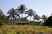 Half house, half shack, nice palm trees, Amazon living, between San Alejandro and Aguaytia. Peru, South America.