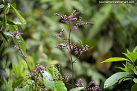Purple flowered plant growing between Aguaytia and Tingo Maria. Peru, South America.