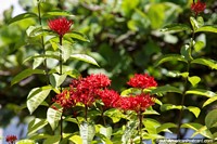 Red flowers and sunshine at the park in Tingo Maria. Peru, South America.