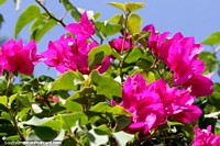 Larger version of Semi-transparent pink leaves glisten in sunshine, Tingo Maria park.