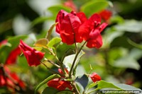 Versión más grande de Hojas rojas como el cuero arrugado, las flores en el parque en Tingo María.