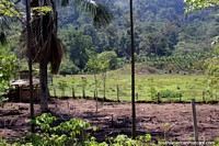 Larger version of Land for farming and cattle, a small wooden hut, Tingo to Tocache.