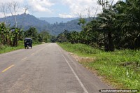 Larger version of Great trip with roads lined by palm trees, so beautiful, Tingo Maria to Tocache.