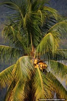 Larger version of Large coconut palm stands above buildings in Tocache.