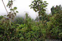 Peru Photo - Entering the cloud forest of Pacota, a dangerous section of road between Tingo Maria and Tarapoto.