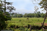 Caballo en un campo abierto en Machuyacu, al sur de Juanjui. Per, Sudamerica.