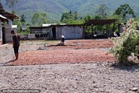 Feijes marrons que secam ao sol em Huinguillo, ao sul de Juanjui. Peru, Amrica do Sul.