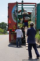 Oranges being loaded on to a truck from sacks, roadside, Juanjui to Tarapoto. Peru, South America.