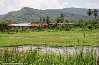 Watery grass field, buildings and house, green hills behind, open country, south of Tarapoto. Peru, South America.