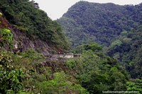 Road winds around the jungle ridge, dense forest, Tarapoto to Yurimaguas. Peru, South America.