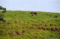 Estas vacas tienen un montón de hierba para comer en las orillas del Río Huallaga, cerca de Yurimaguas. Perú, Sudamerica.