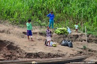 Versión más grande de Una familia y sus plátanos frescas esperan para abordar una canoa para ir a vender los plátanos, al norte de Yurimaguas.