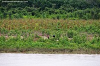 A woman and man attend to corn crops beside the Huallaga River north of Yurimaguas.