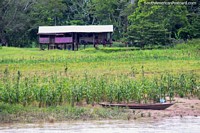 Versión más grande de Una casa y una familia alejadas de Amazon, su canoa del río en el primero plano, sur de Lagunas.