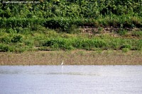 Versão maior do A cegonha branca espera pacientemente na borda de águas do peixe para comer, o Rio Huallaga, Amazônia.