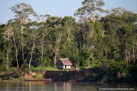 Small wooden house with thatched roof all alone in the Amazon jungle beside the river, south of Lagunas. Peru, South America.