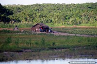 Versão maior do Grande famïlia viva em alojamento básico perto do Rio Huallaga ao sul de Lagoas.