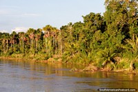 The golden hour in the Amazon, 5:30pm, golden green trees and palms line the Huallaga River. Peru, South America.