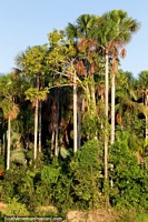 Tall thin trunks, bushy tree tops, like brushes, in the Amazon, south of Lagunas. Peru, South America.